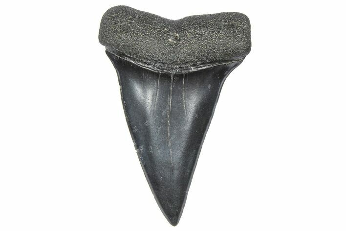 Fossil Broad-Toothed Mako Tooth - South Carolina #360883